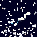 Hydra
