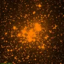 NGC6231 