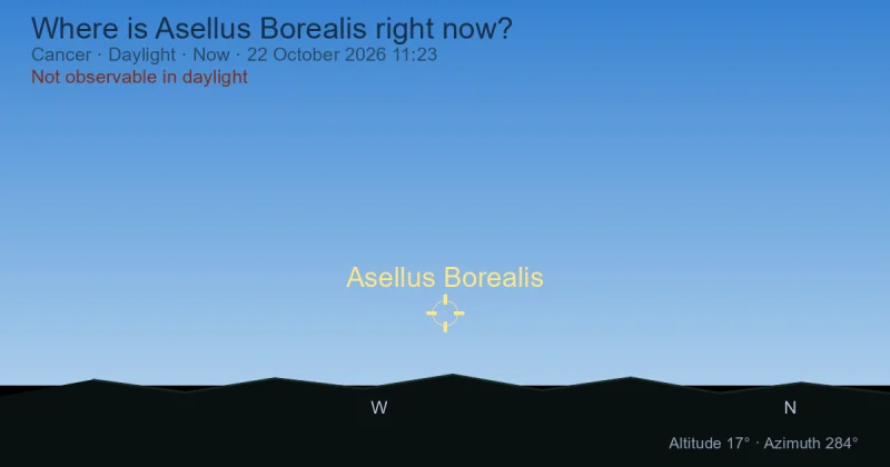 Where is Asellus Borealis right now?