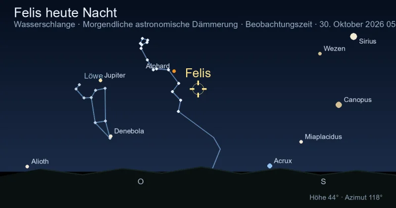 Felis heute Nacht