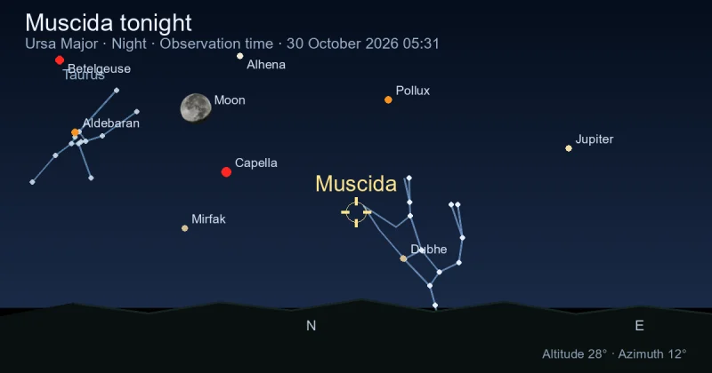 Muscida tonight