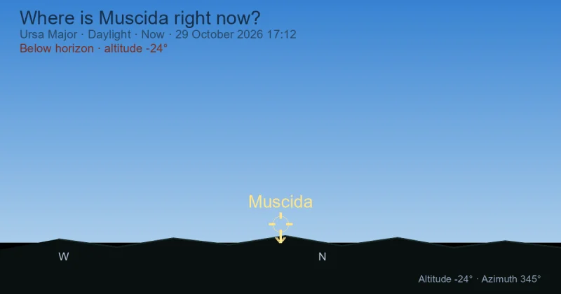 Where is Muscida right now?